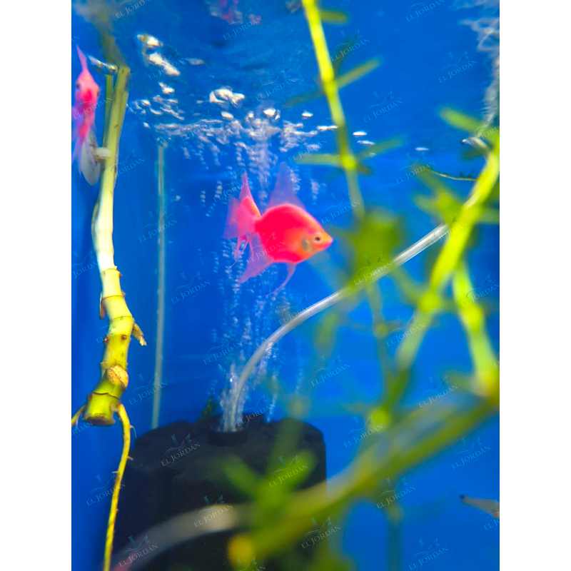 Escalar Pink | Pterophyllun scalare