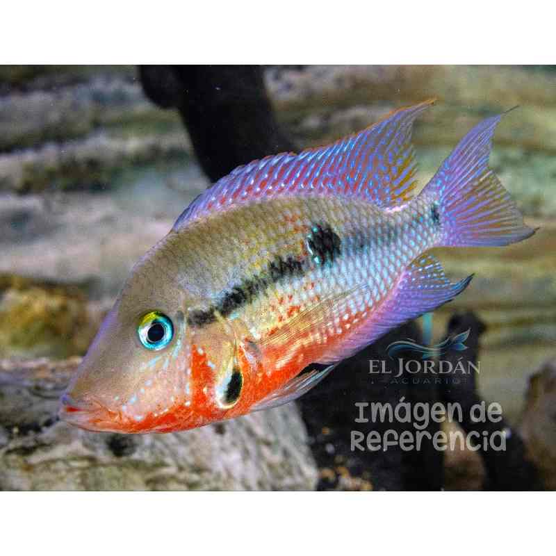 Cíclido Boca de Fuego | Thorichthys meeki