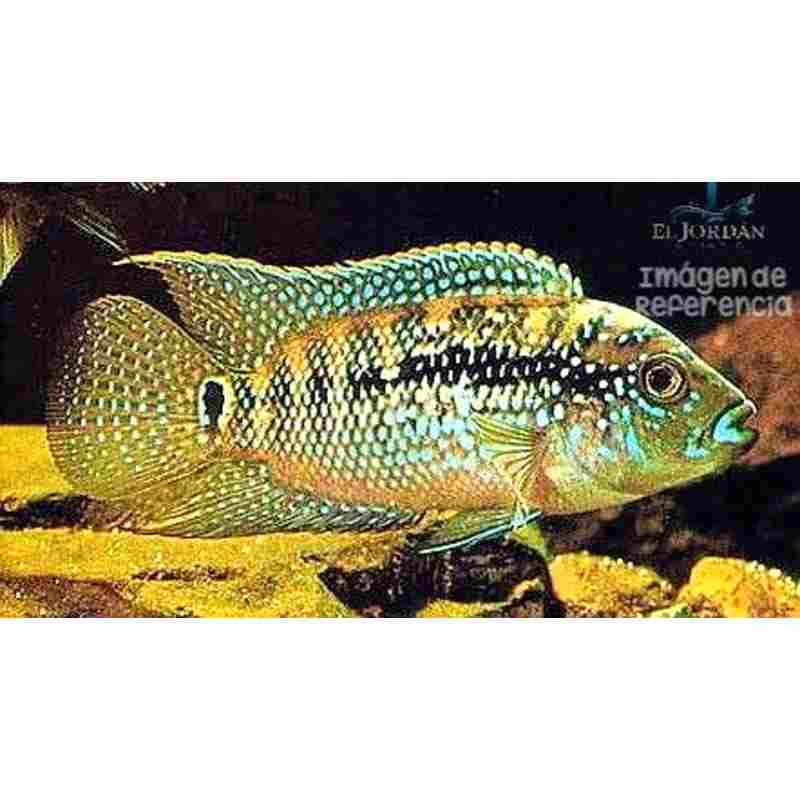 Cíclido Jack Dempsey Corriente GD | Rocio octofasciata