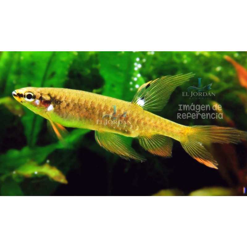 Tetra Copeína Salpicadora | Copella arnoldi
