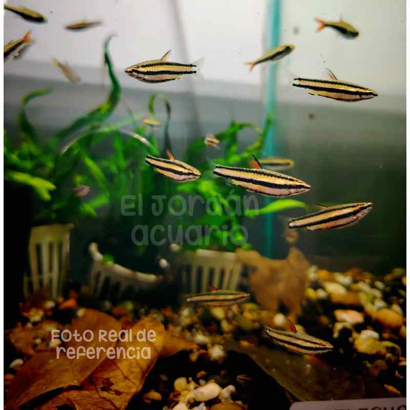Tetra Pencil Enano | Nannostomus marginatus