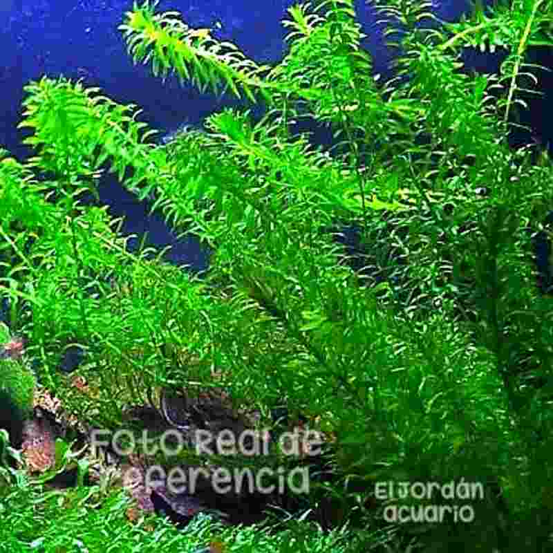 Elodea (Egeria densa) 