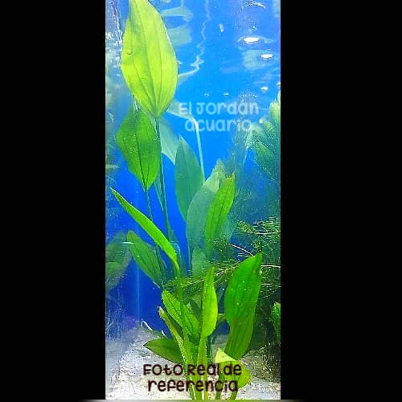 Echinodorus Palaefolius Var. Latifolius " Espada Punta de Flecha"