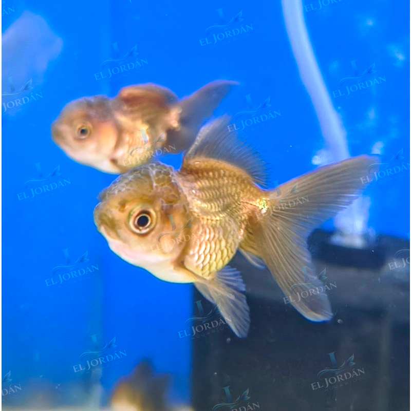Oranda Bailarina Dorada Pequeño (Carassius auratus)