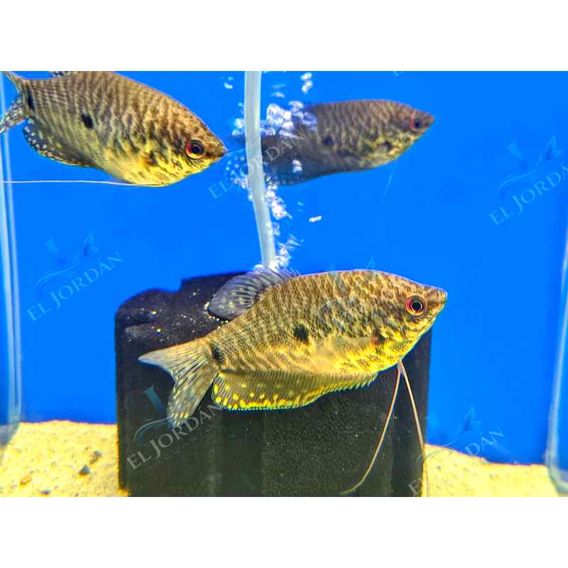 Gurami Piel de Serpiente | Trichopodus pectoralis
