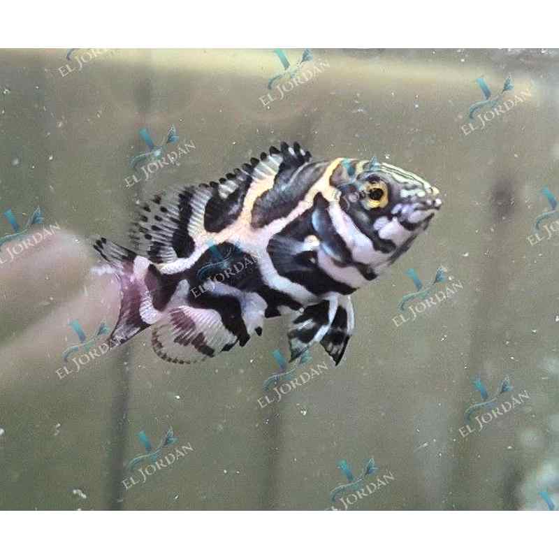 Cíclido Óscar Tigre Pequeño | Astronotus ocellatus