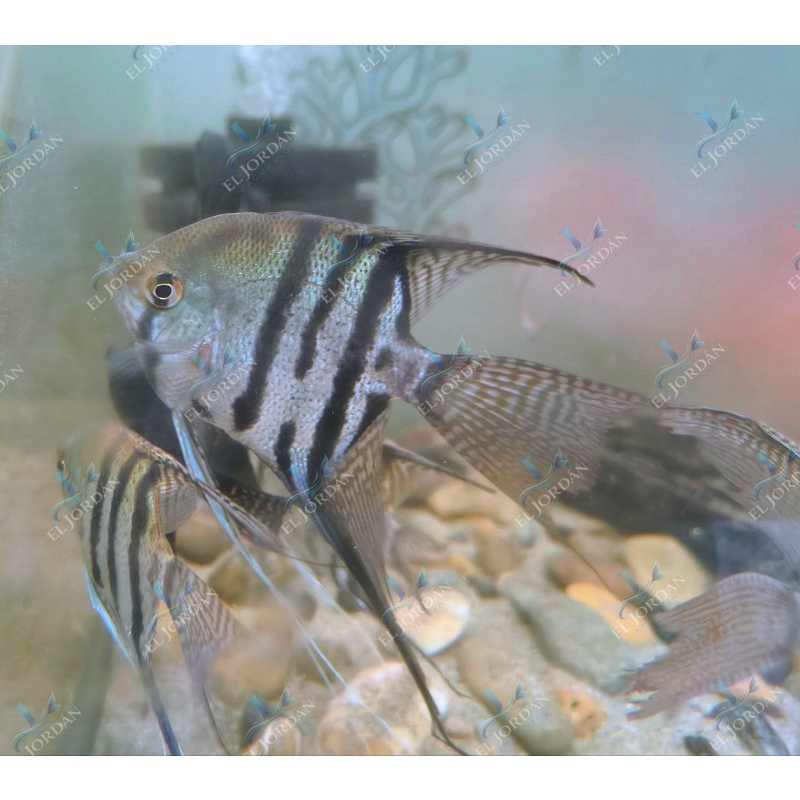 Escalar Silver Grande | Pterophyllum scalare