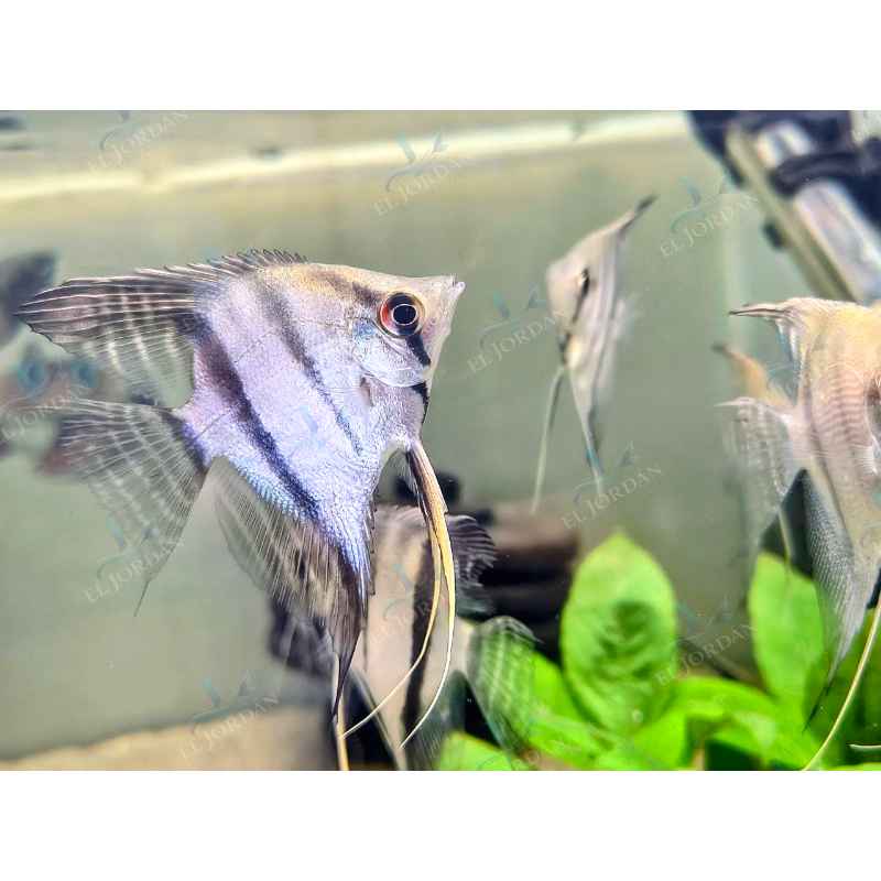 Escalar Leopoldi | Pterophyllum leopoldi