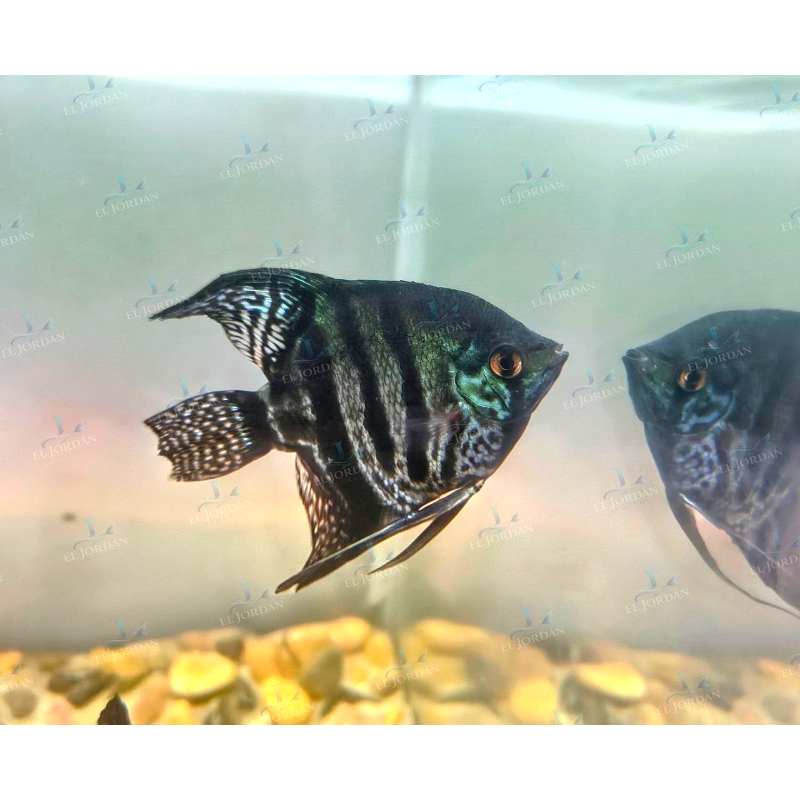 Escalar Leopardo Mediano | Pterophyllun scalare