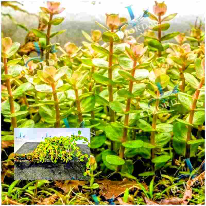 Rotala Indica | Rotala Bonsai