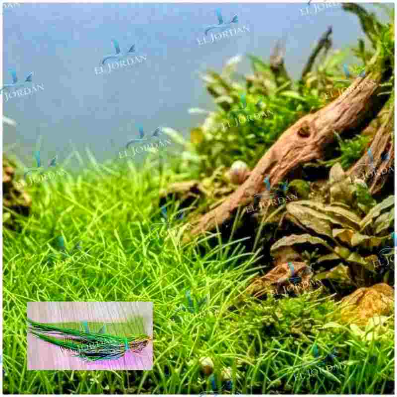 Eleocharis Parvula | Césped de Agua Enano