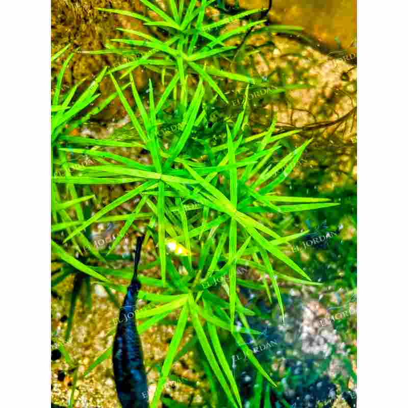 Heteranthera Zosterifolia | Pasto Estrella
