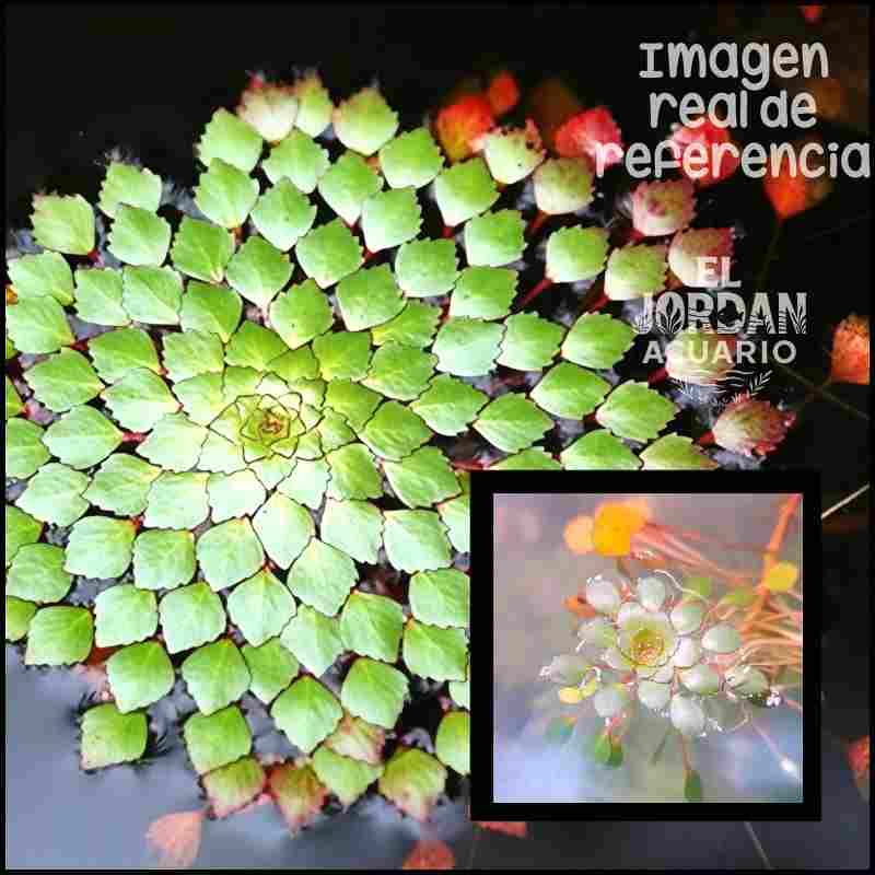 Mosaico de Agua Ludwigia Sedioides