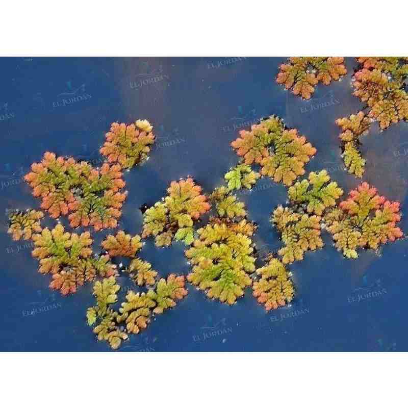 Helecho Flotante | Azolla Caroliniana