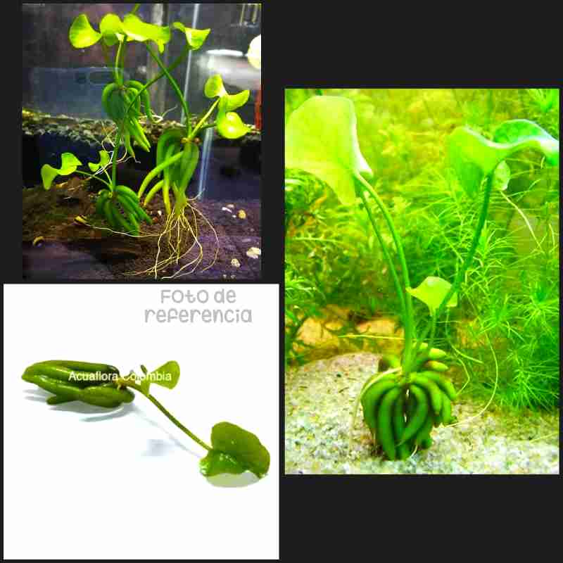 Loto BananitoS Nymphoides Aquatica