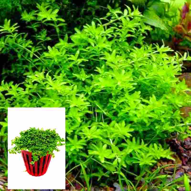 Hemianthus Micranthemoides Cuba