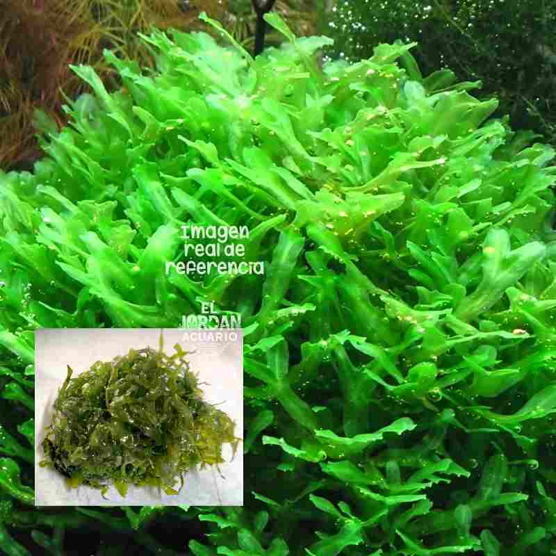 Musgo Pellia | Monosolenium tenerum