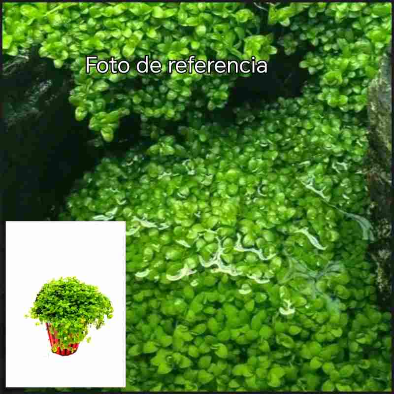 Micranthemum Montecarlo