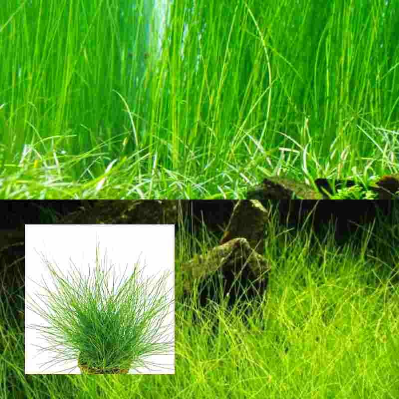 Eleocharis Acicularis