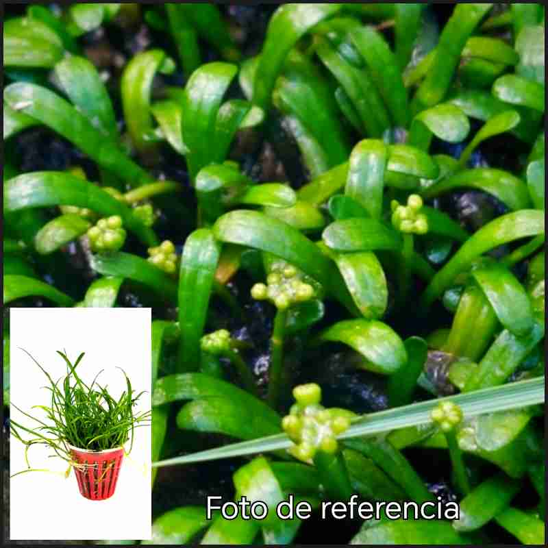 Lilaeopsis Chinensis