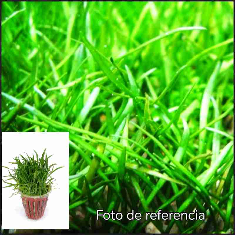 Lilaeopsis Brasiliensis