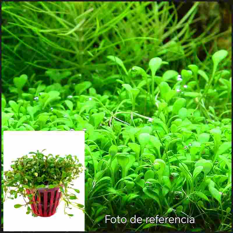  Glossostigma Elatinoides