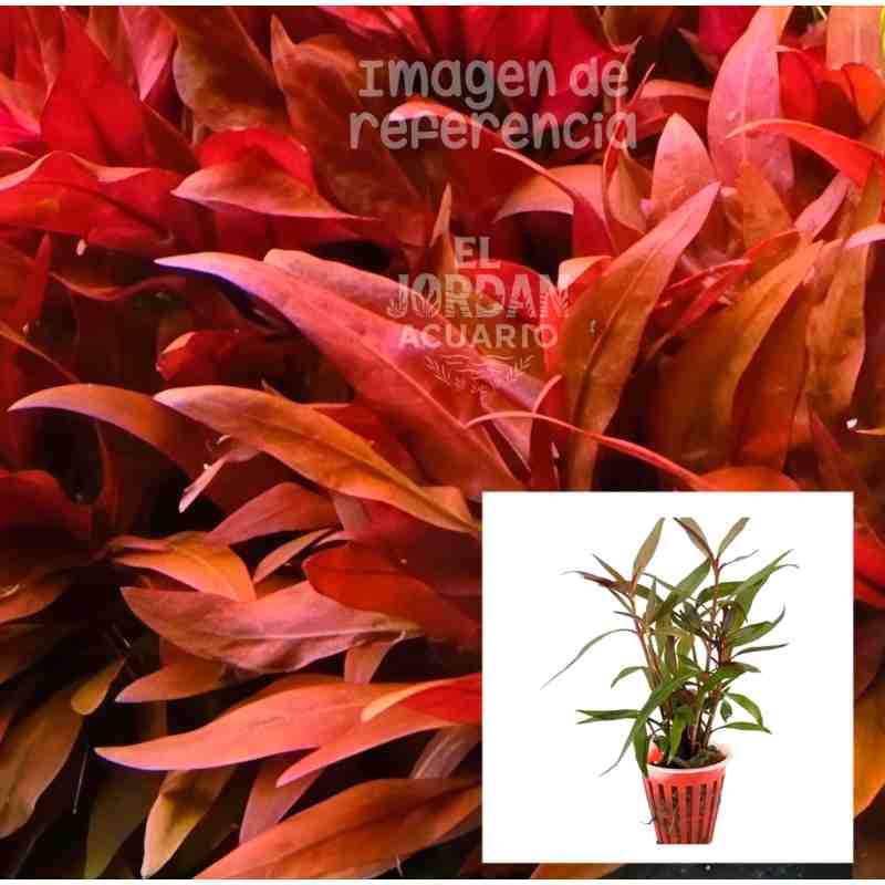 Alternanthera Reineckii Rosaefolia