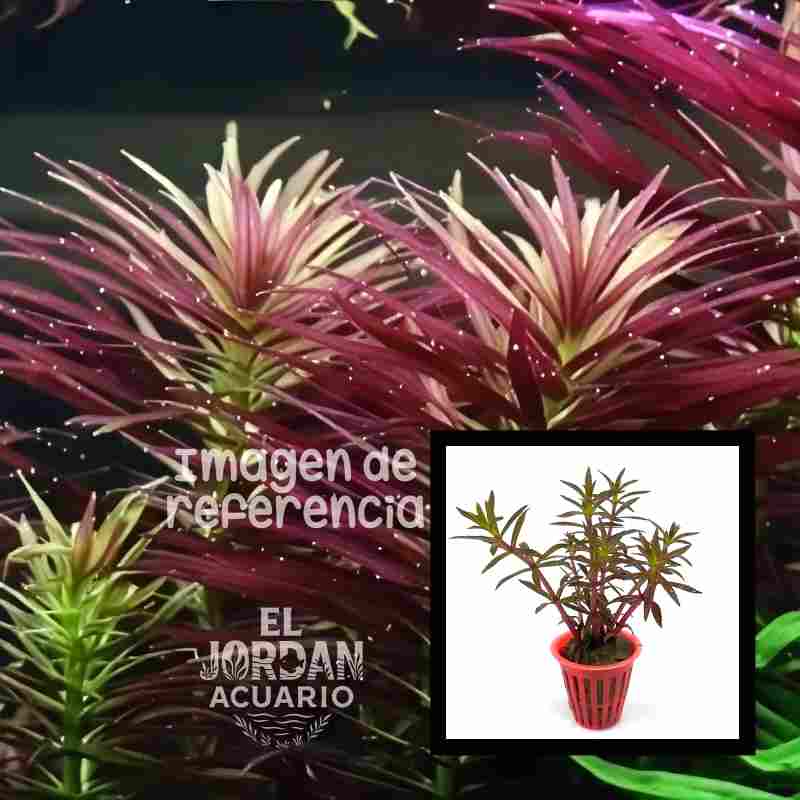 Limnophila Aromática