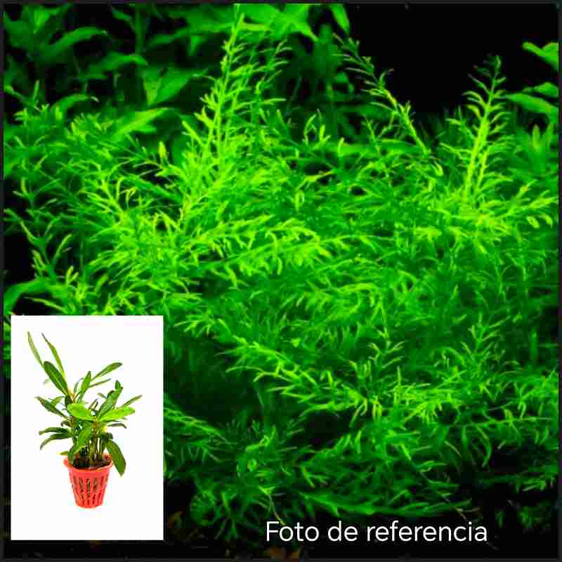 Hygrophila Odora