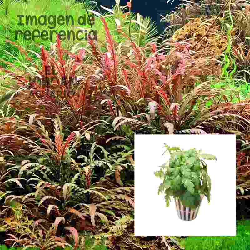 Hygrophila Pinnatifida