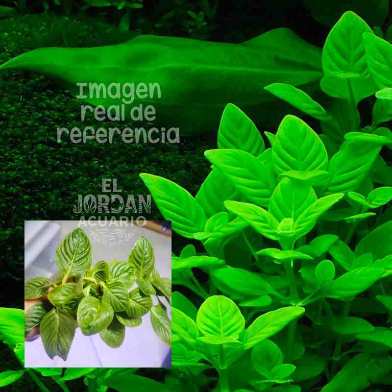 Limnophila Rugosa
