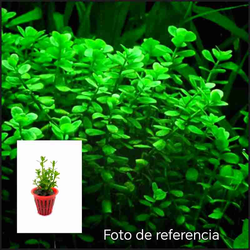 Bacopa Monnieri