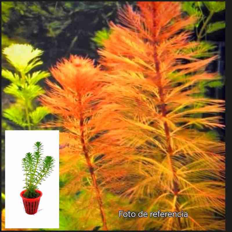 Myriophyllum sp. Roraima