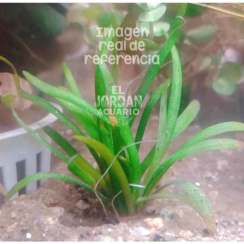 Cinta Compacta | Vallisneria Australis var. nana