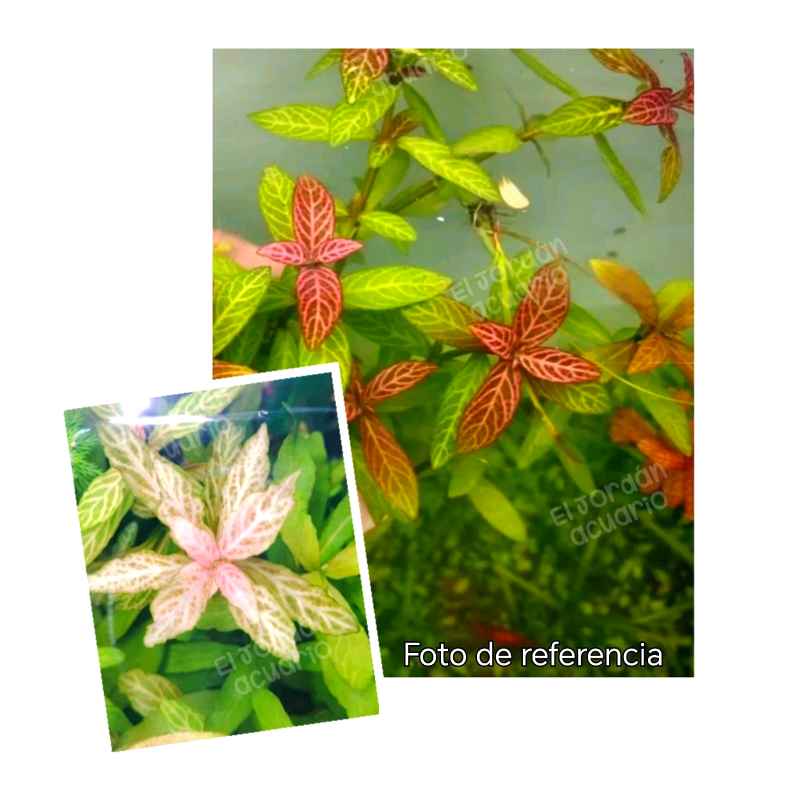 Hygrophila Polysperma ‘Rosanervig’