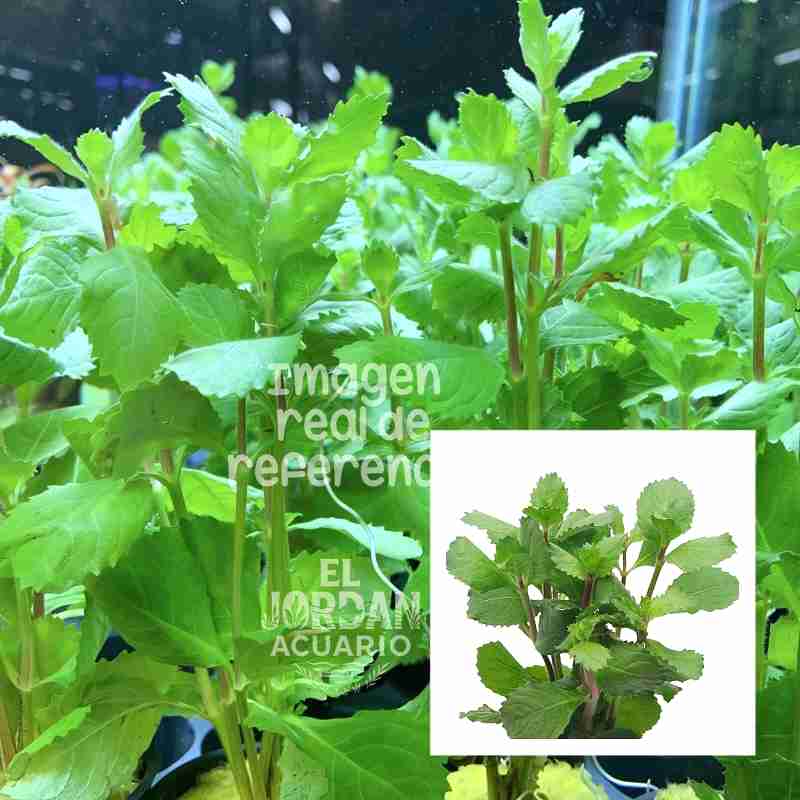 Hygrophila Difformis (Sinnema)