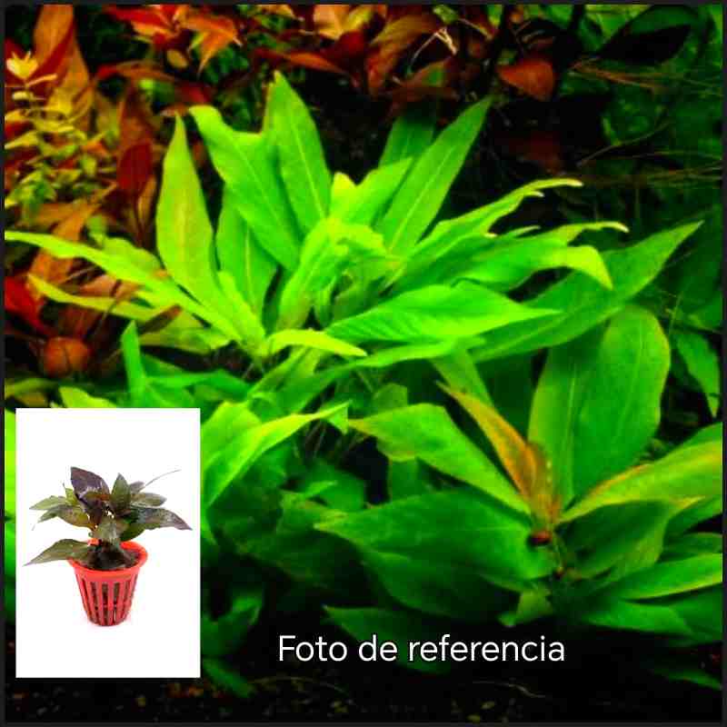 Hygrophila Corymbosa Compacta