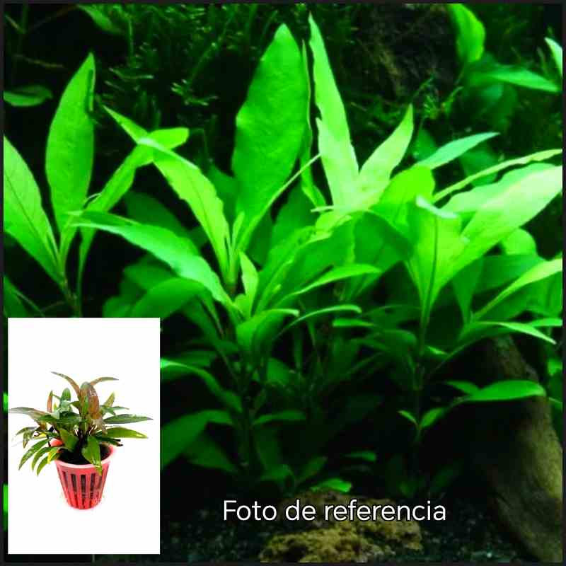 Hygrophila Corymbosa