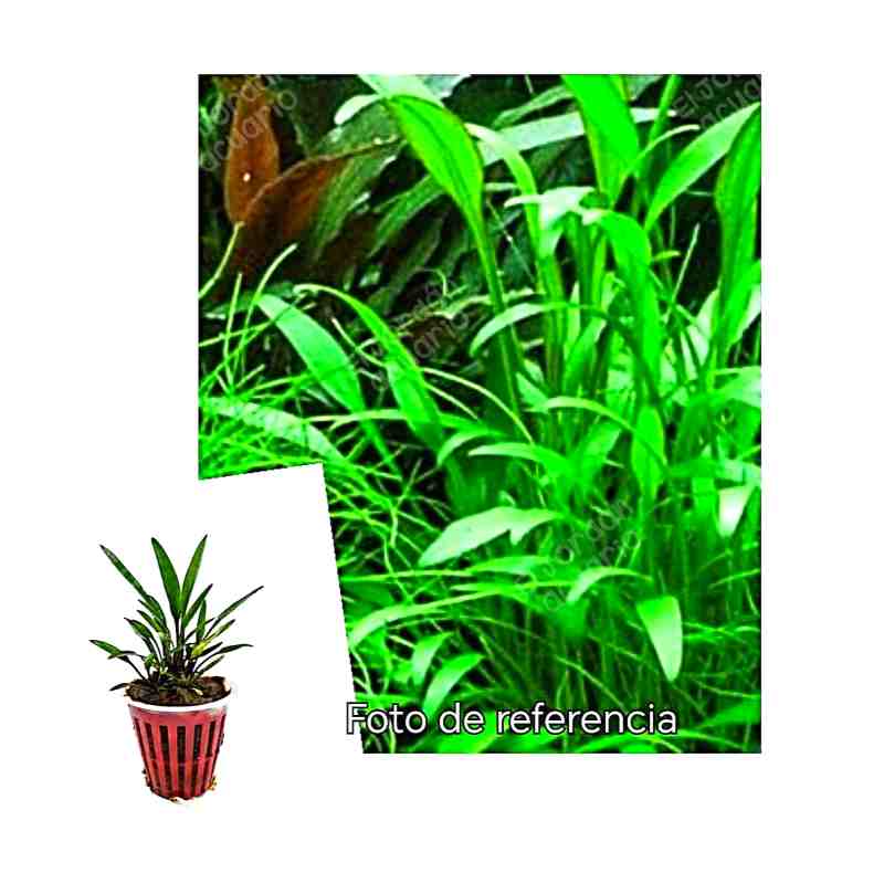 Cryptocoryne Willisii