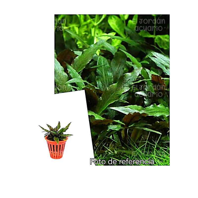 Cryptocoryne Petchii