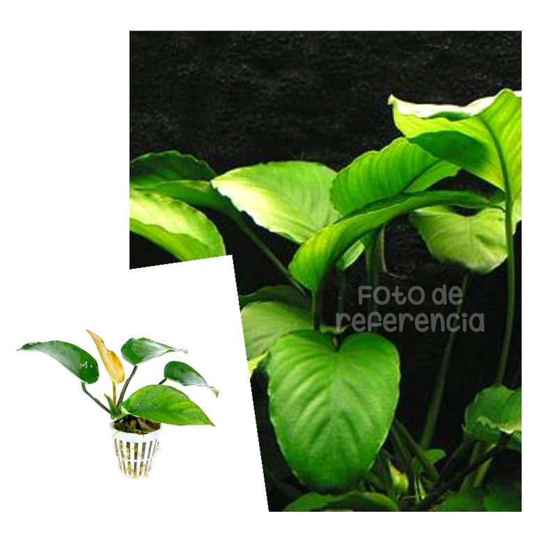 Anubias Barteri var. Barteri