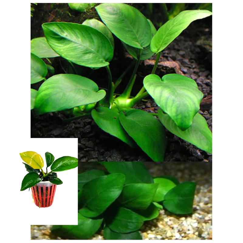 Anubias Barteri var. Nana