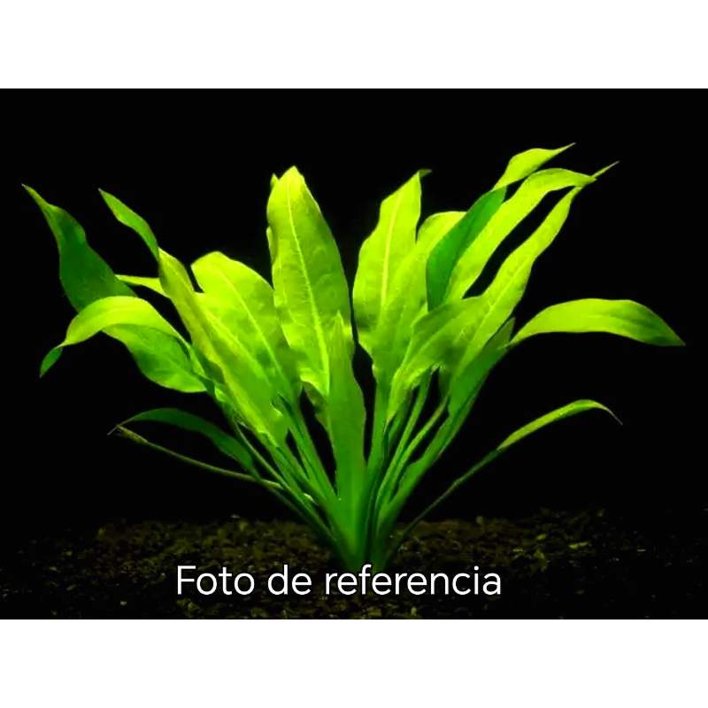 Echinodorus amazonicus | Espada Amazónica