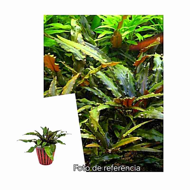 Cryptocoryne Undulata