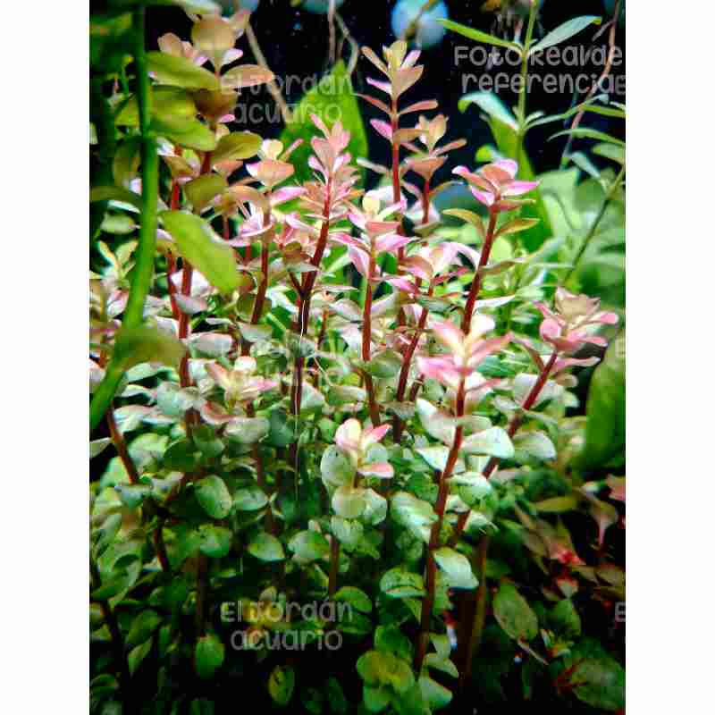 Rotala Rotundifolia