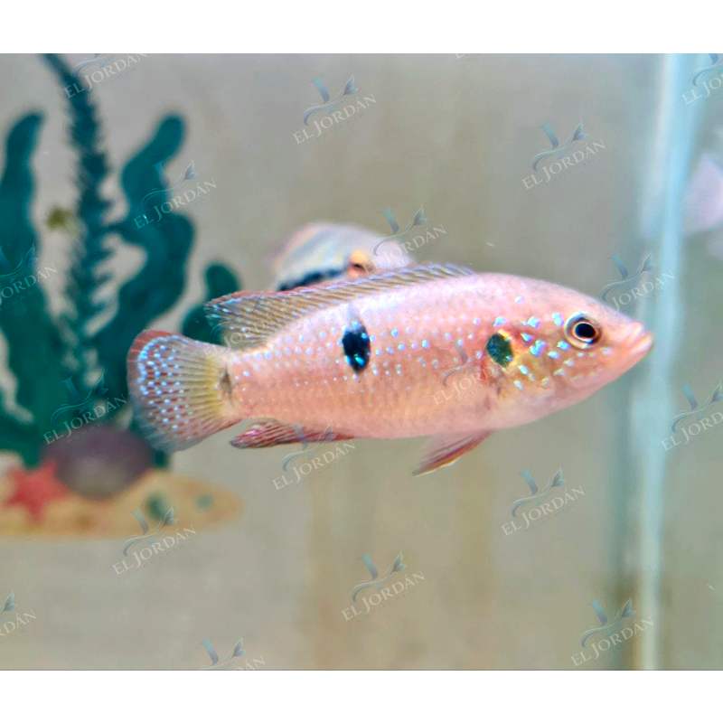 Cíclido Joya | Hemichromis bimaculatus / lifalili