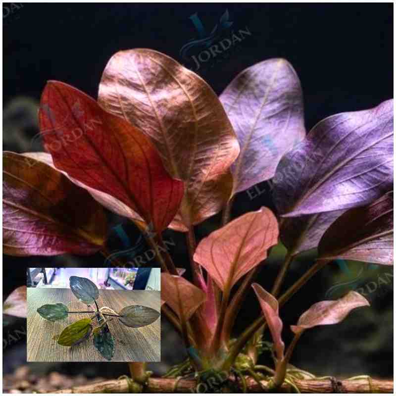 Lagenandra Sp. meeboldii