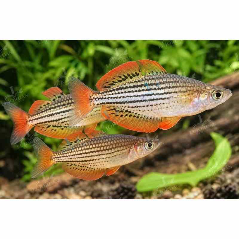 Arcoiris Enano | Melanotaenia maccullochi