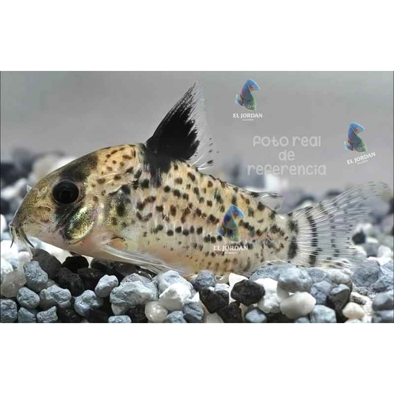 Corydora Punctatus | Hoplisoma punctatum