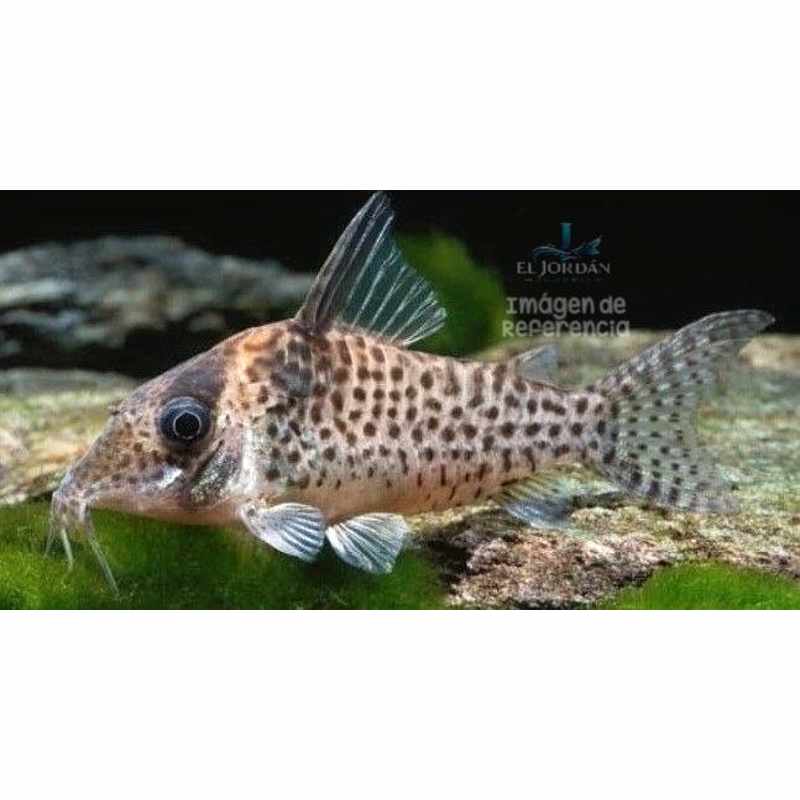 Corydora Agassizii | Brochis agassizii
